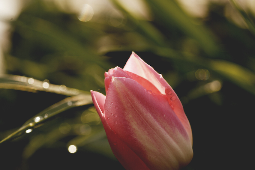 botanical oils have healing and hydration power for dry hair